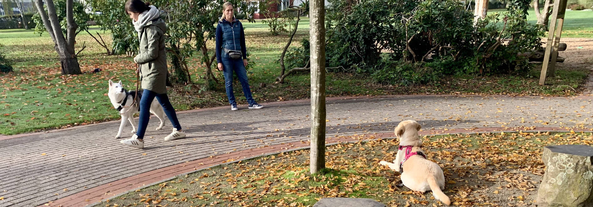 erwachsene-hunde-training-hundeschule Hundetraining im Park mit mehreren Teilnehmern