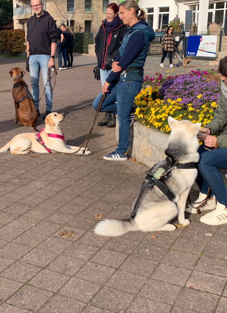 familienhund-training