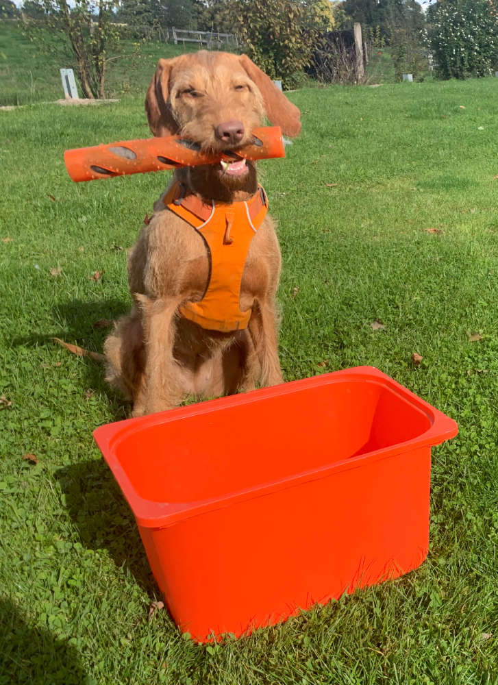 tricktraining-hunde-osnabrueck Schulbegleithund mit Buzzer
