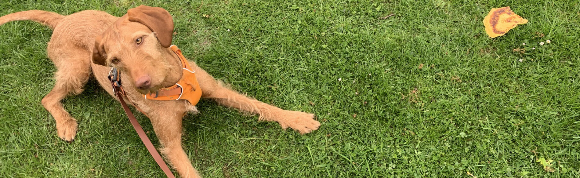anti-giftkoeder-hundetraining Hund beim Anti-Giftköder-Training