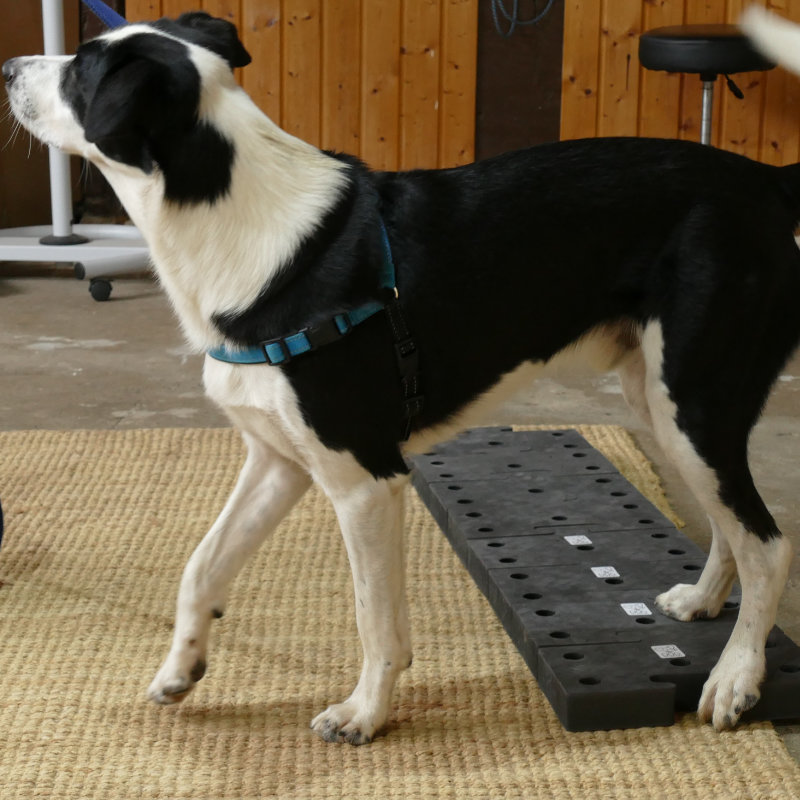 hunde-physiotricks-training Hund beim Training "Physiotricks"