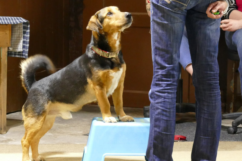 hunde-seminare Hund auf Feld