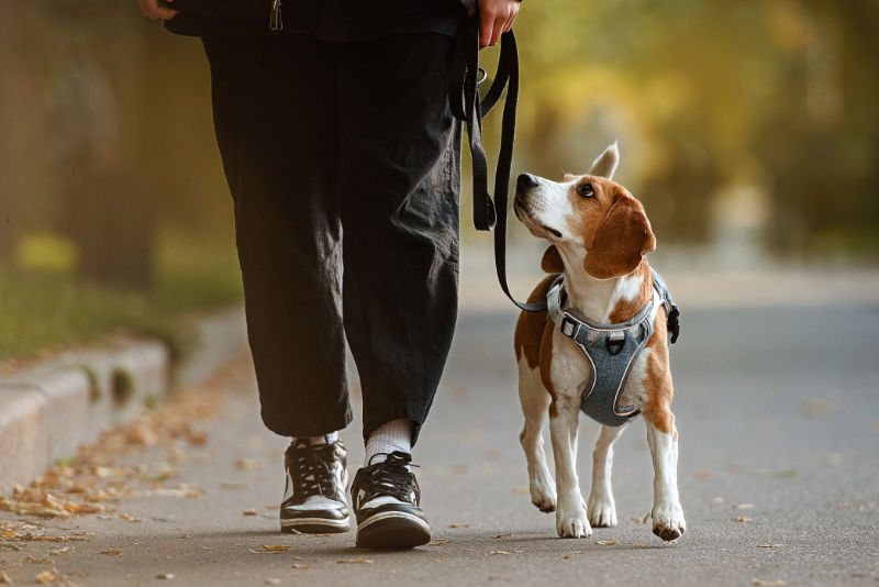 hundetraining-erwachsene-hunde-osnabrueck-teaser