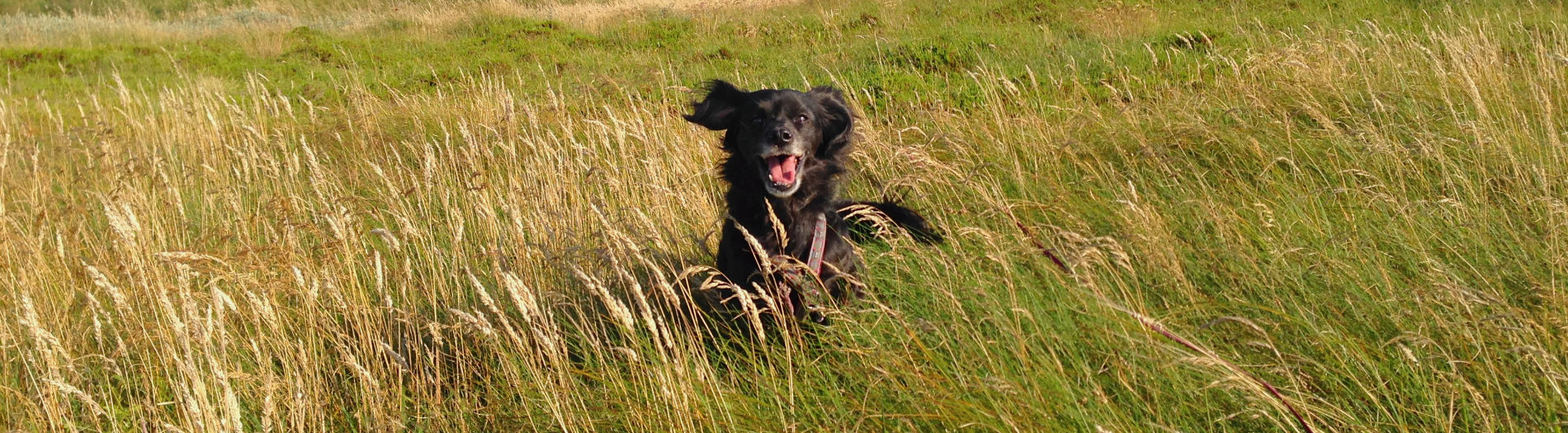 individualberatung Hund rennt auf Kamera im Feld zu
