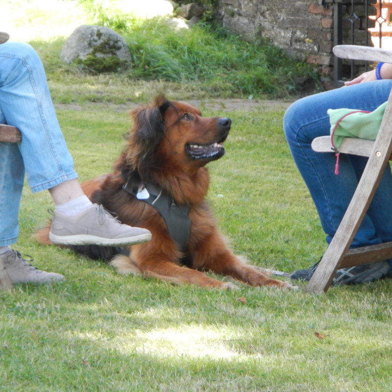 individuelle-beratung-hundetraining Hund beim Training