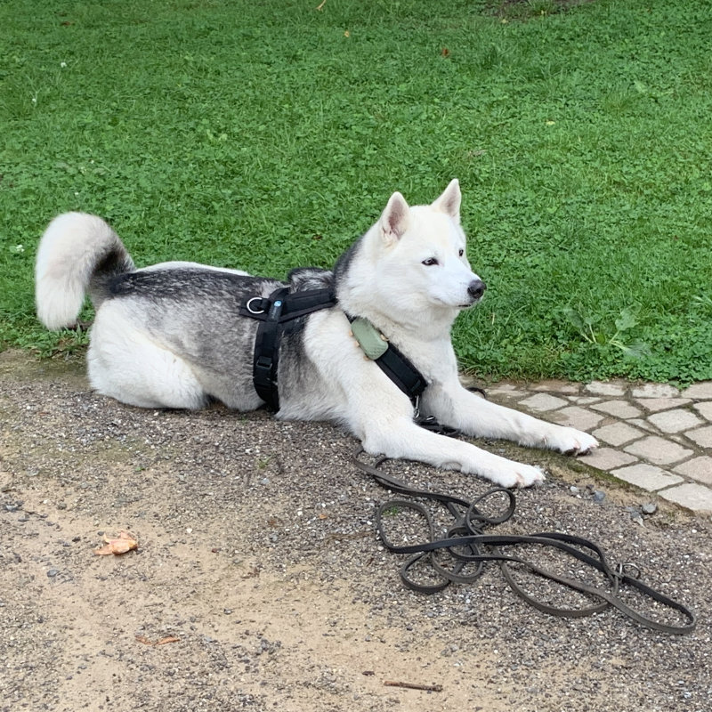 individuelles-hundetraining-melle