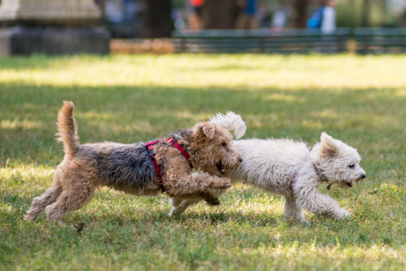 junghunde-kurs-osnabrueck-teaser Zwei junge Hunde rennen nebeneinander auf Hundeplatz