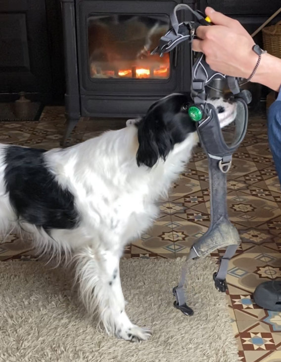 kollegiale-beratung-hundetraining