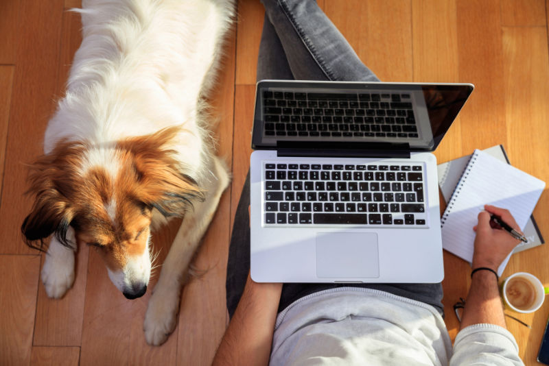niedersaechsische-sachkundepruefung-hundehalter-teaser Hund mit Hundehalter und Laptop bei Sachkundeprüfung Niedersachsen