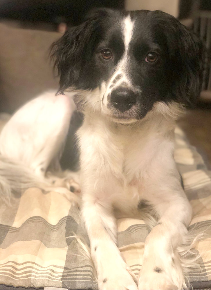 paedagogikbegleithund-menschplushund Hund schaut in Kamera