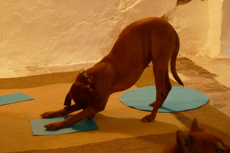 physiotricks-hunde-osnabrueck-teaser Hund bei Physiotricks Kurs