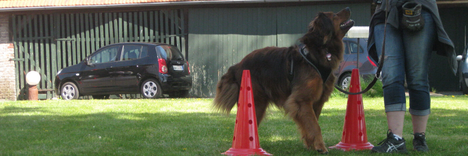 physiotricks-hundetraining Hund beim Training