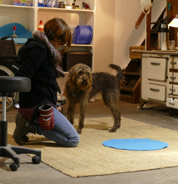 praxis-seminar-hunde