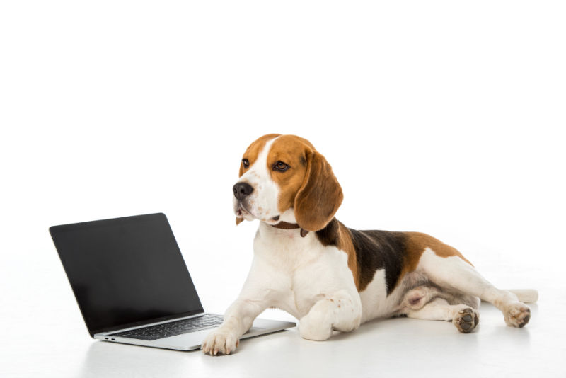 schulbegleithund-menschplushund-teaser Hund vor Laptop