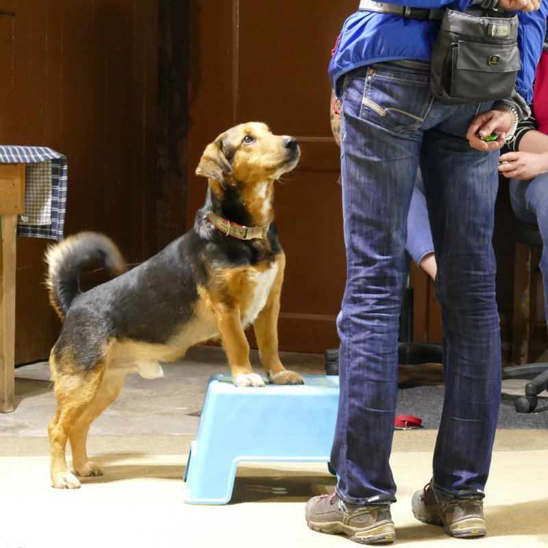 seminare-hunde-osnabrueck
