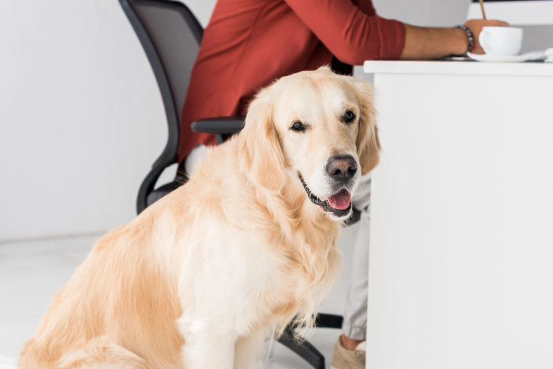 therapiebegleithund-teaser Hund in Praxis vor Schreibtisch