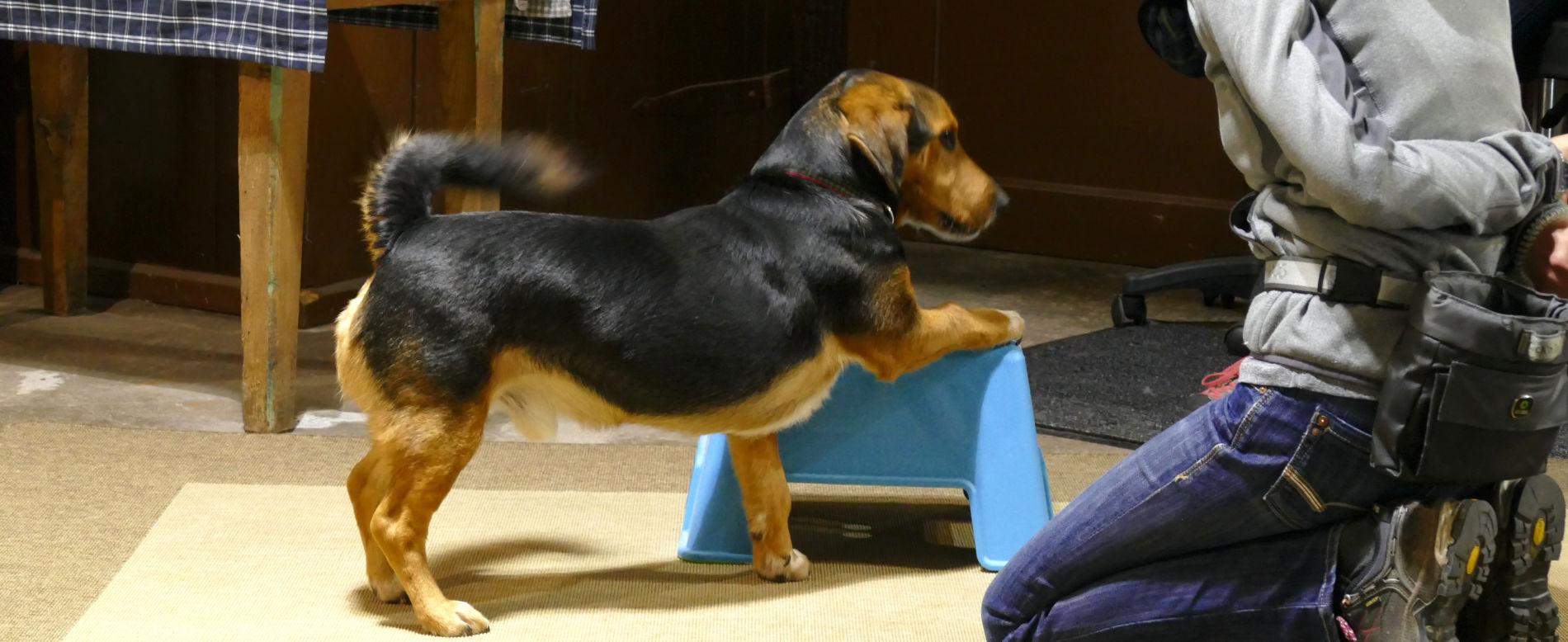 therapiebegleithund Therapiebegleithund beim Training
