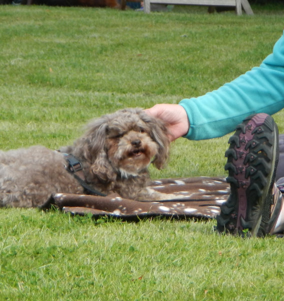 therapiehund-somatischen-therapien Therapiehund auf Wiese