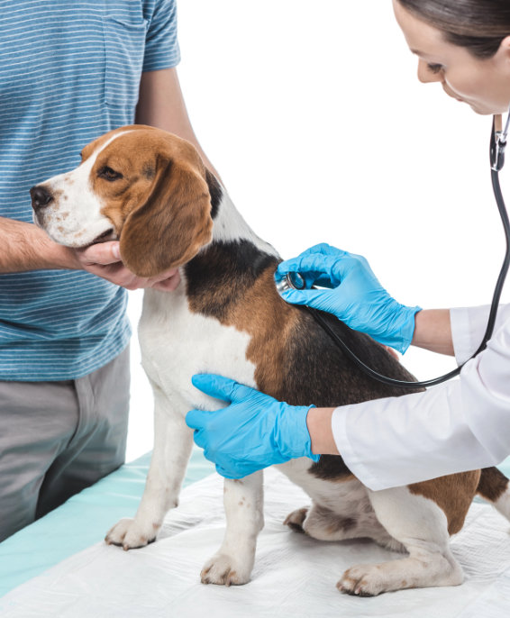 tierarzt-training-hunde Hund beim Tierarzt