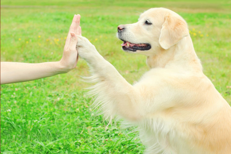 tricktraining-hundeschule-osnabrueck-teaser Hund gibt Pfote